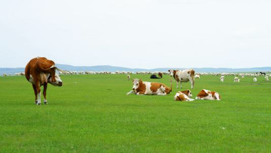 呼伦贝尔一般什么时候去最好