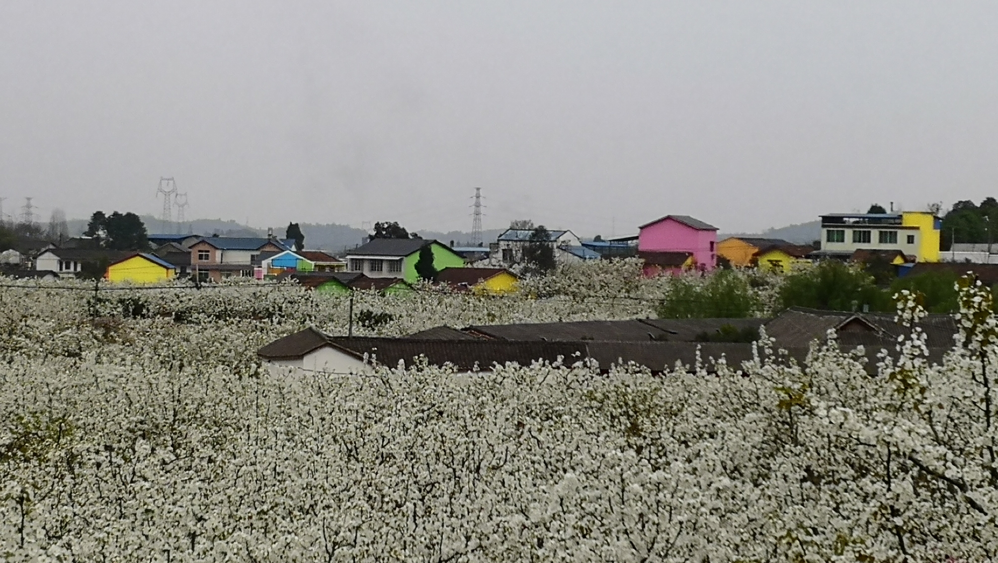 四川罗江梨花节