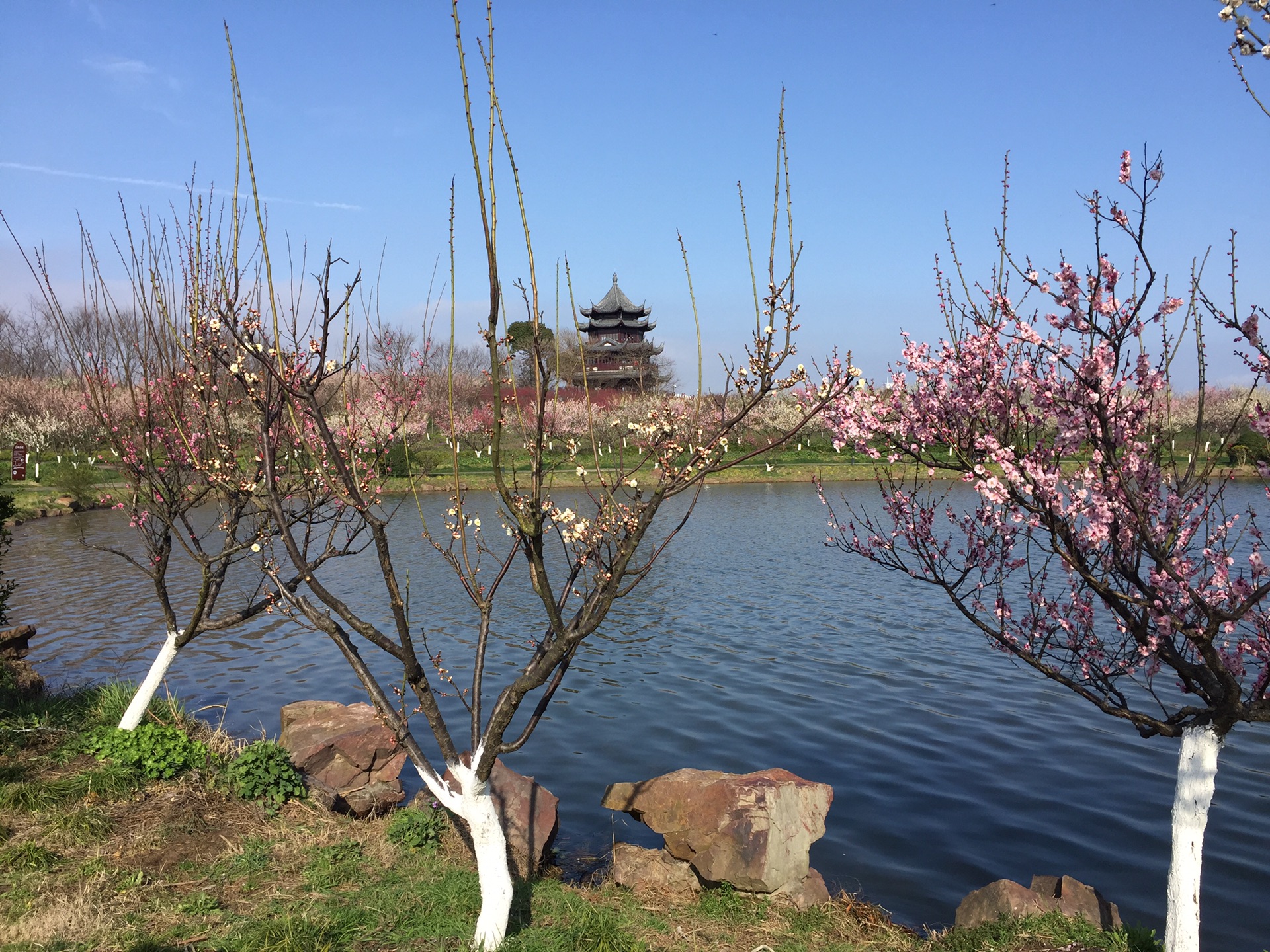 上海奉贤海湾森林公园梅花节