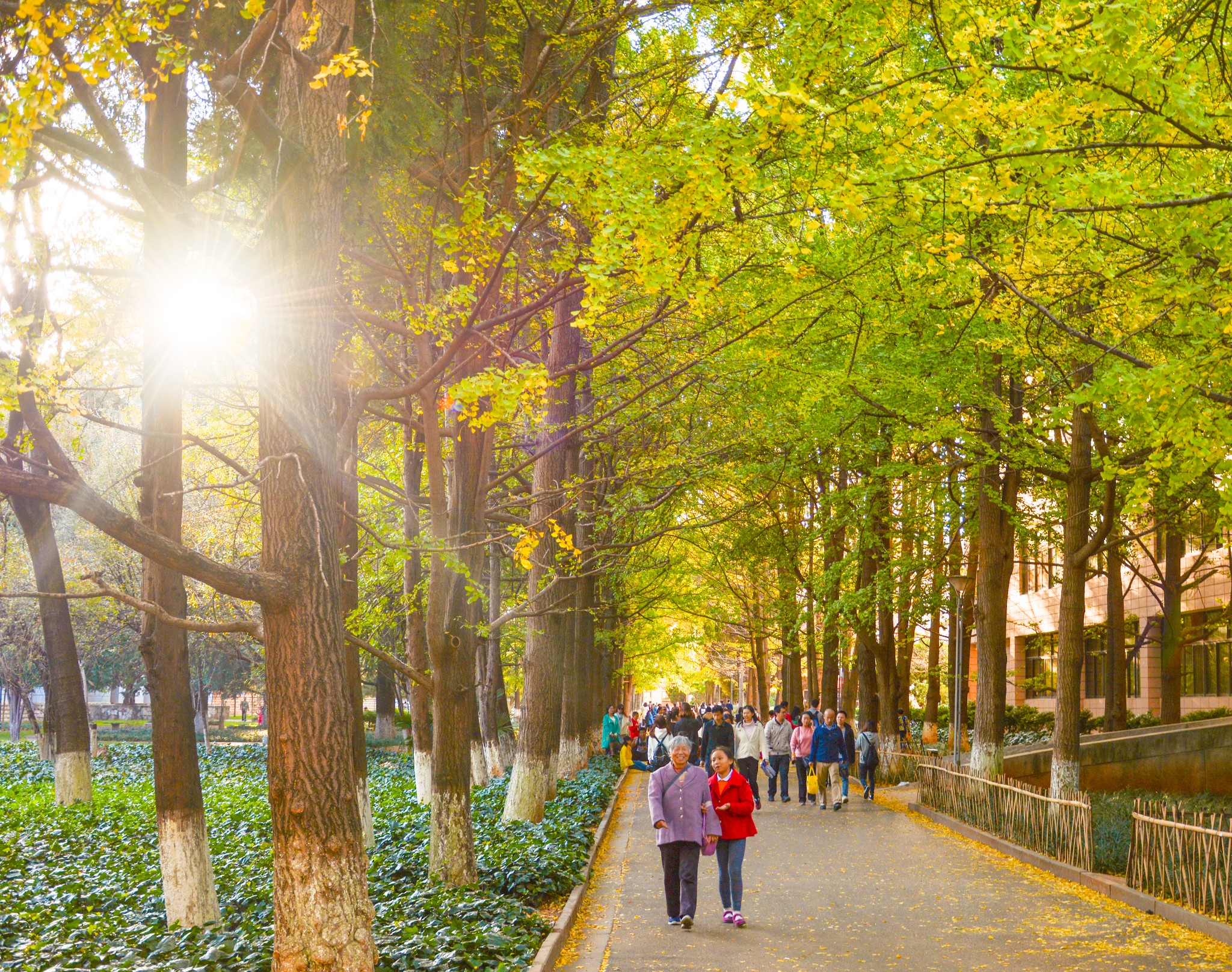 秋天,云南大学银杏大道一日游游