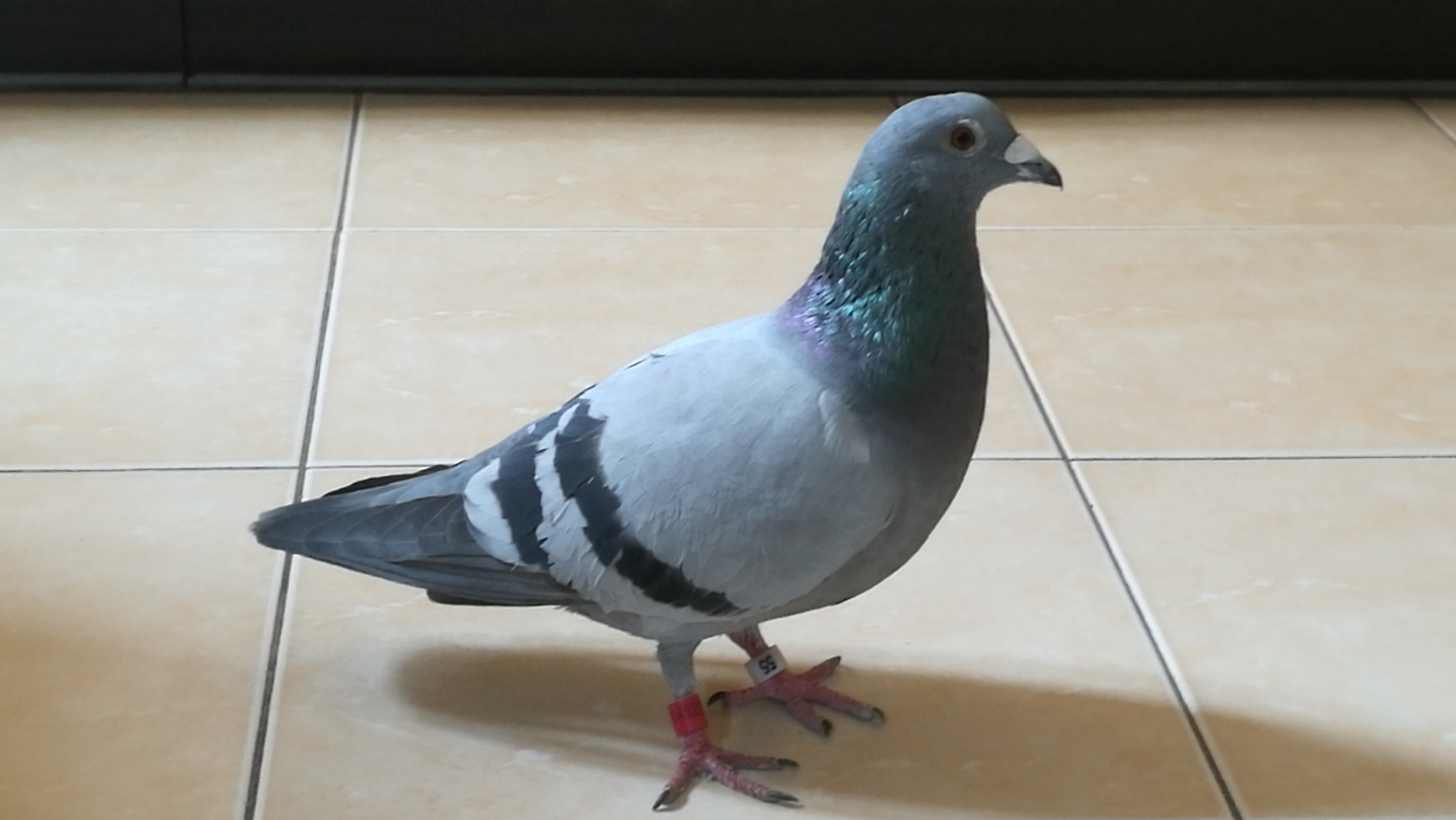 wKgBEFqmO0OALxzwAAP3Foa_Okw15.jpeg?imageView2%2F2%2Fw%2F600%2Fh%2F600%2Fq%2F90