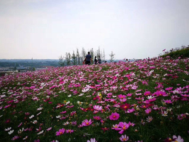 杨梅小镇门票