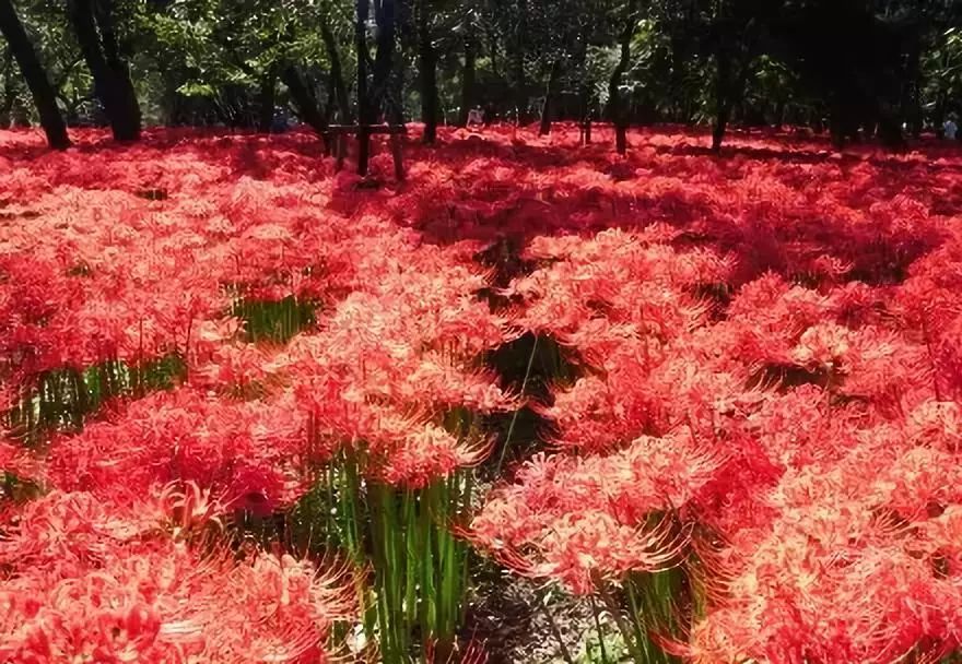 红叶季还没到,但是我有9月限定的彼岸花海