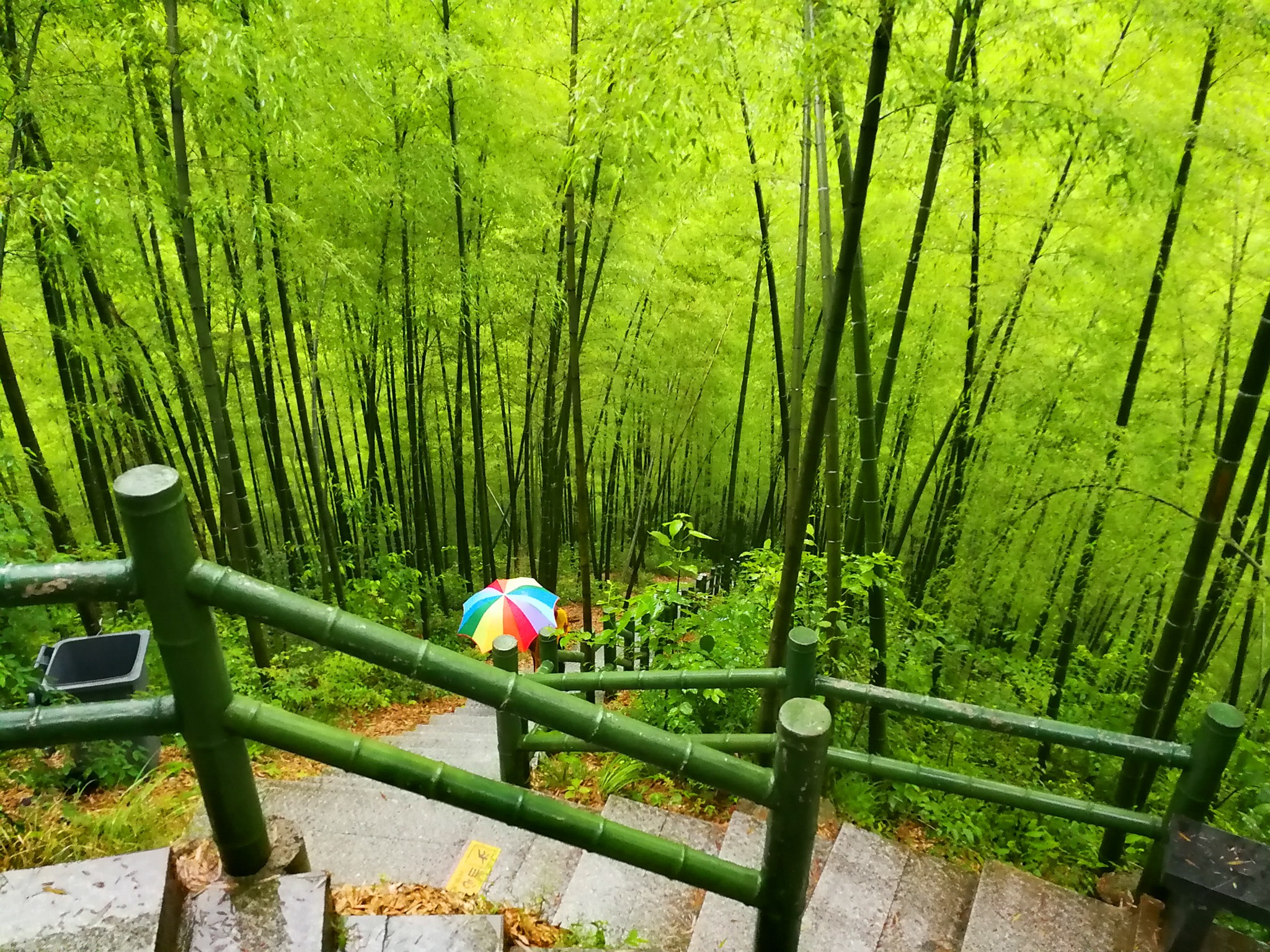 雨中行郭村 宏村 木坑竹海