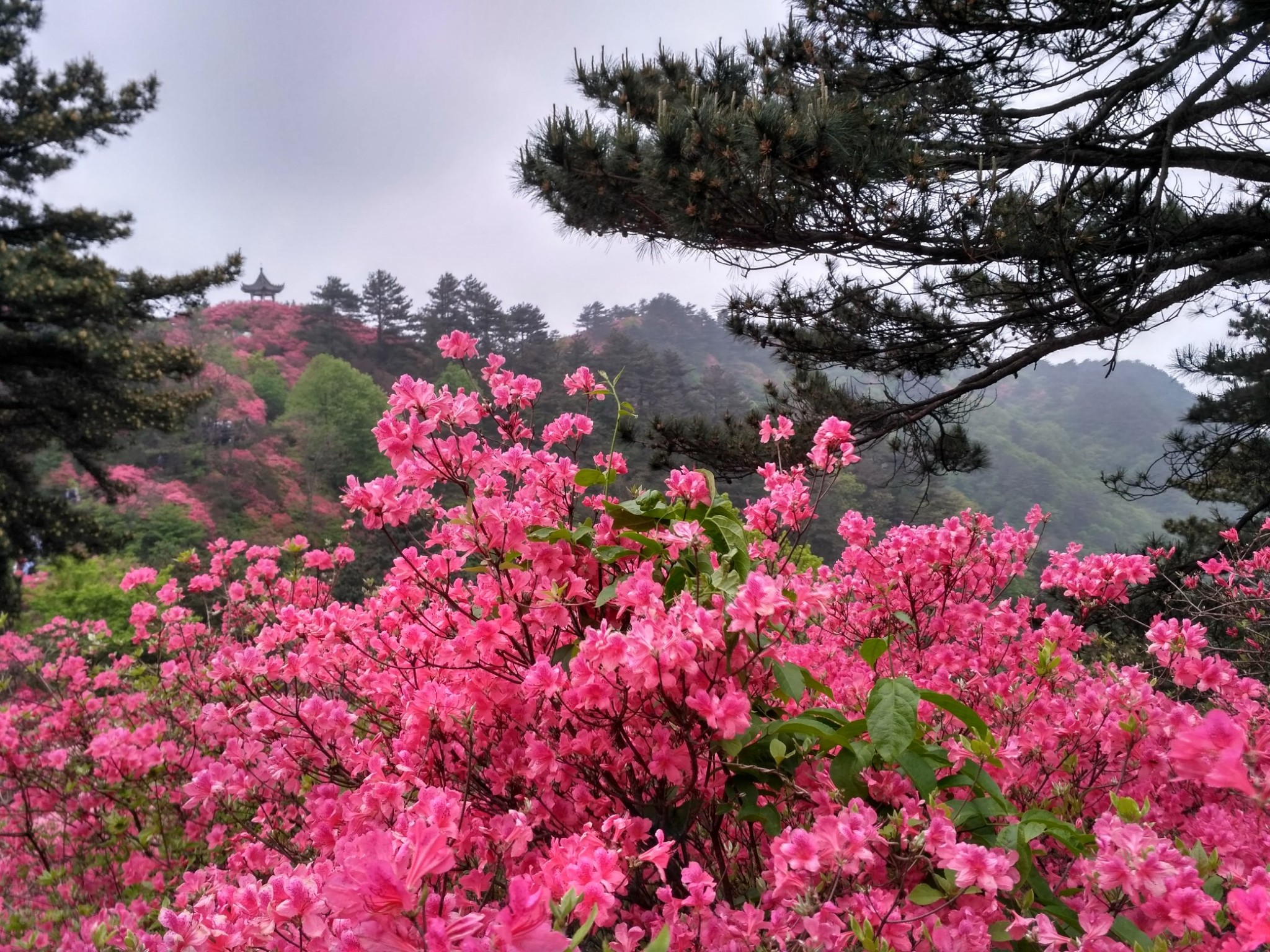 麻城龟峰山,五月映山红