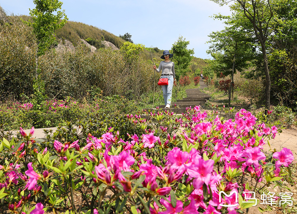 宁波杜鹃花胜地:金峨山上映山红