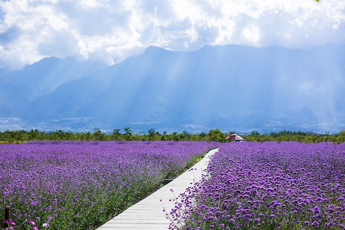 才村花海_游记