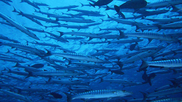 了解海洋及海洋生物 wKgBEFs-5syAcDEdAAMVHuzZI8c37.jpeg