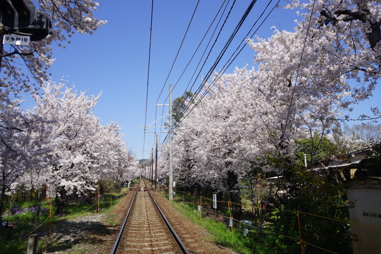 邂逅极致绽放的樱花(京都奈良名古屋)