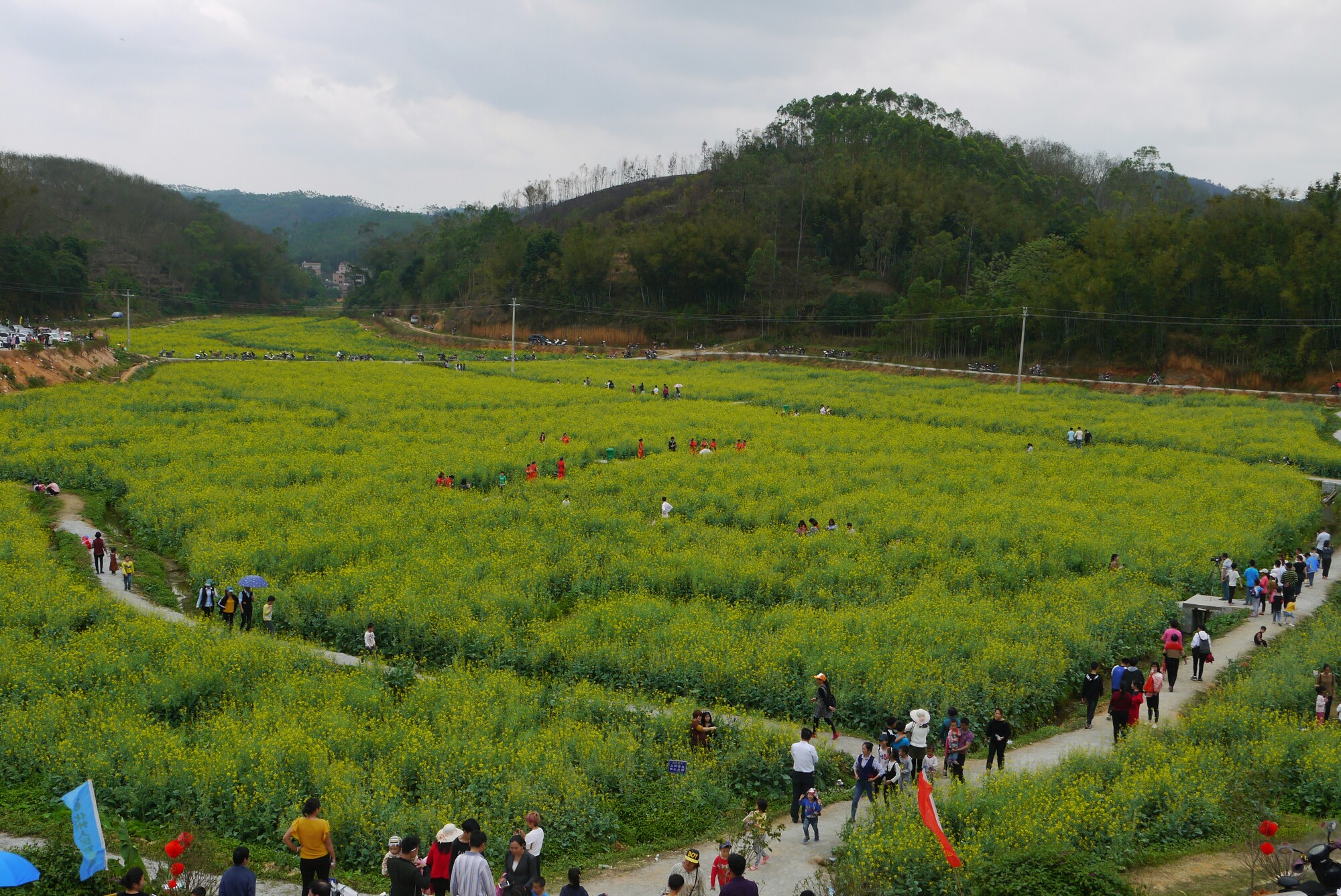 2018-3-17 v拍化州平定大岭村 r摄橘红中华第一村