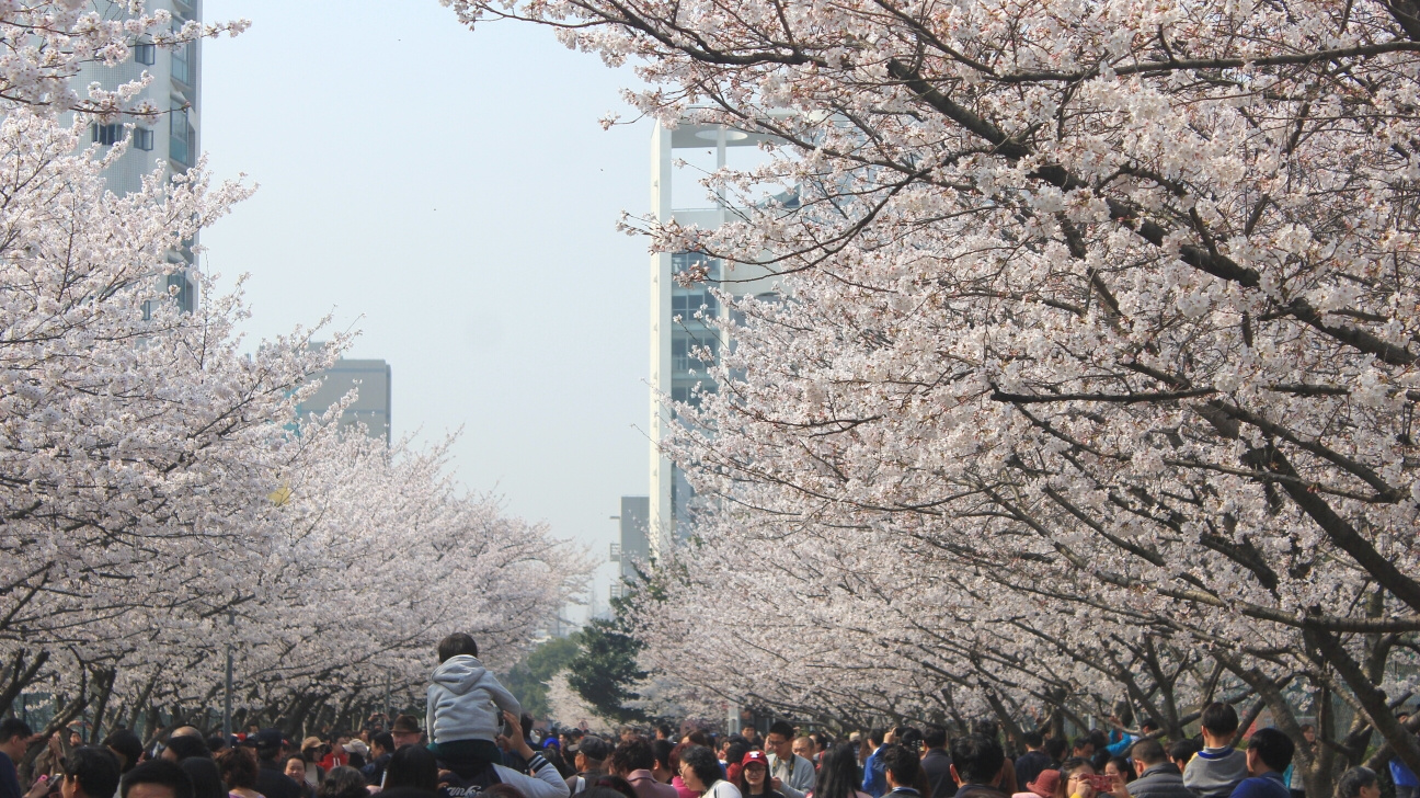上海同济大学(四平路校区)的樱花风景 2018