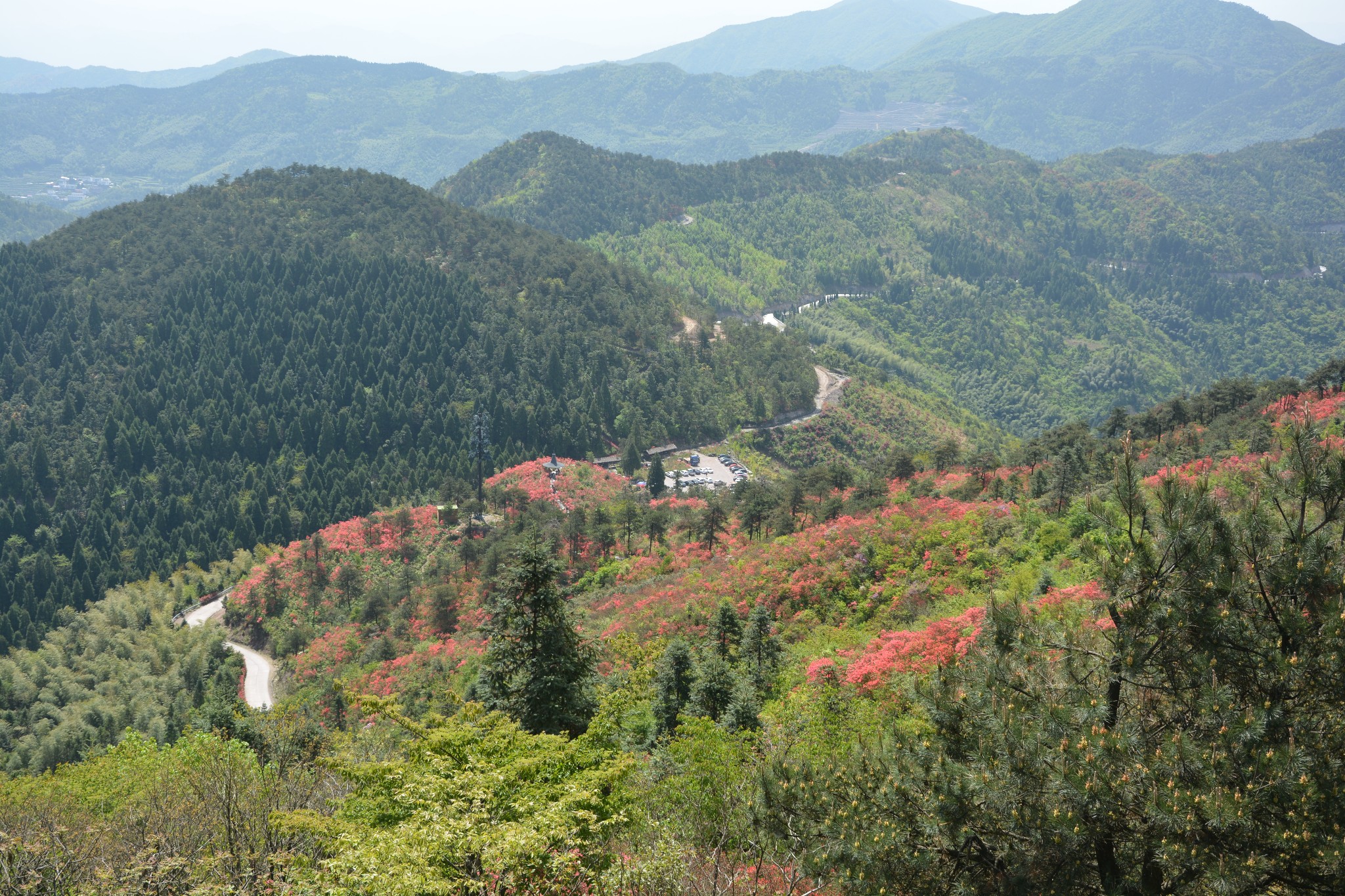 磐安高二乡高姥山浙中杜鹃谷