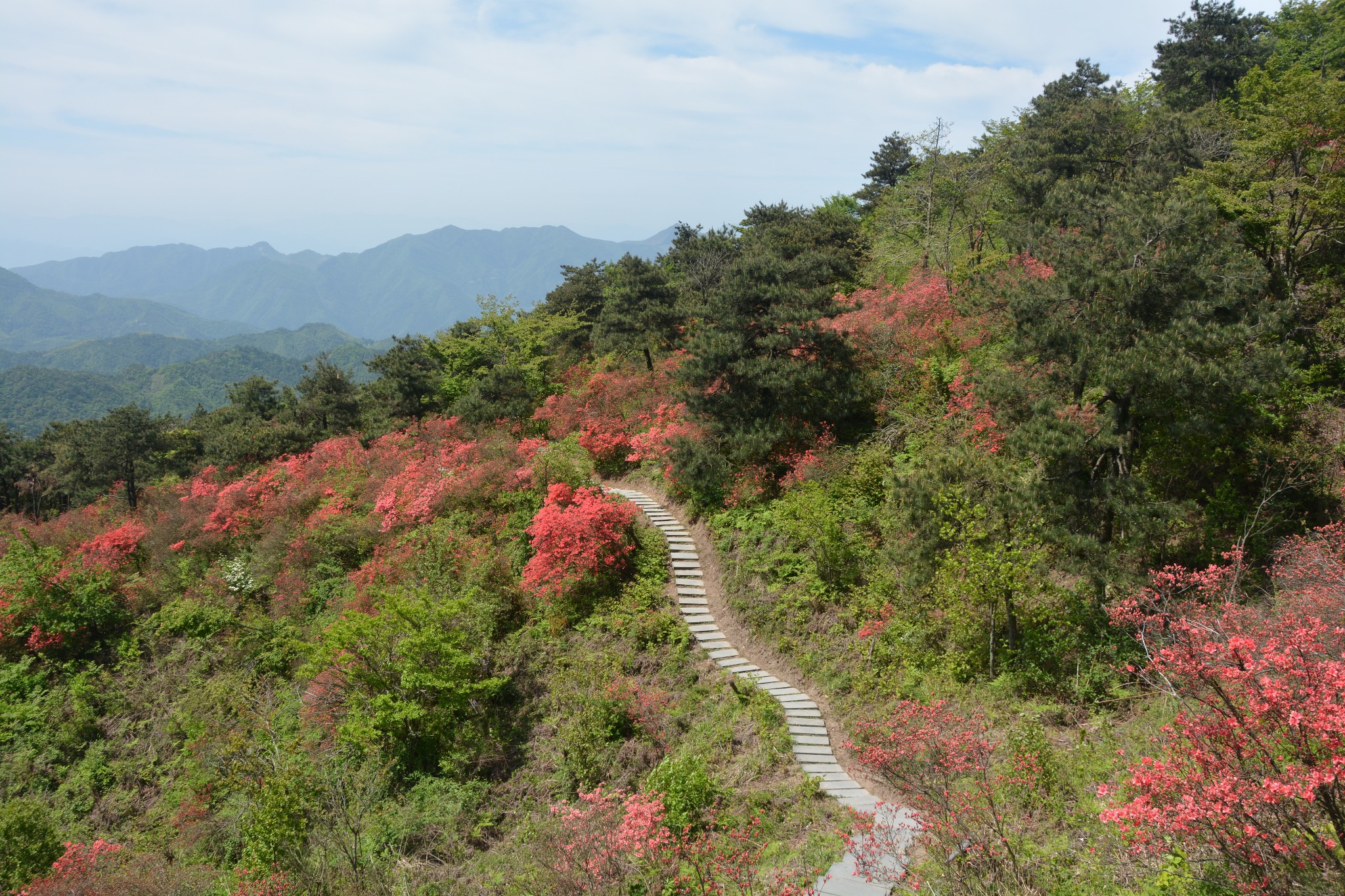 磐安高二乡高姥山浙中杜鹃谷