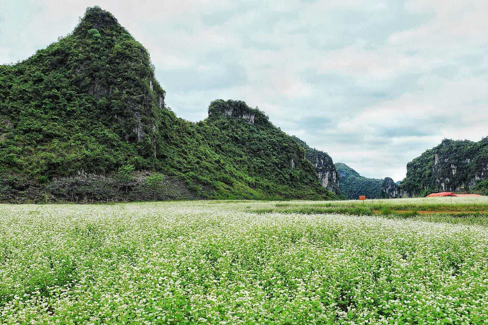 隆安更望湖看荞麦花龙虎山观猴休闲两天之旅