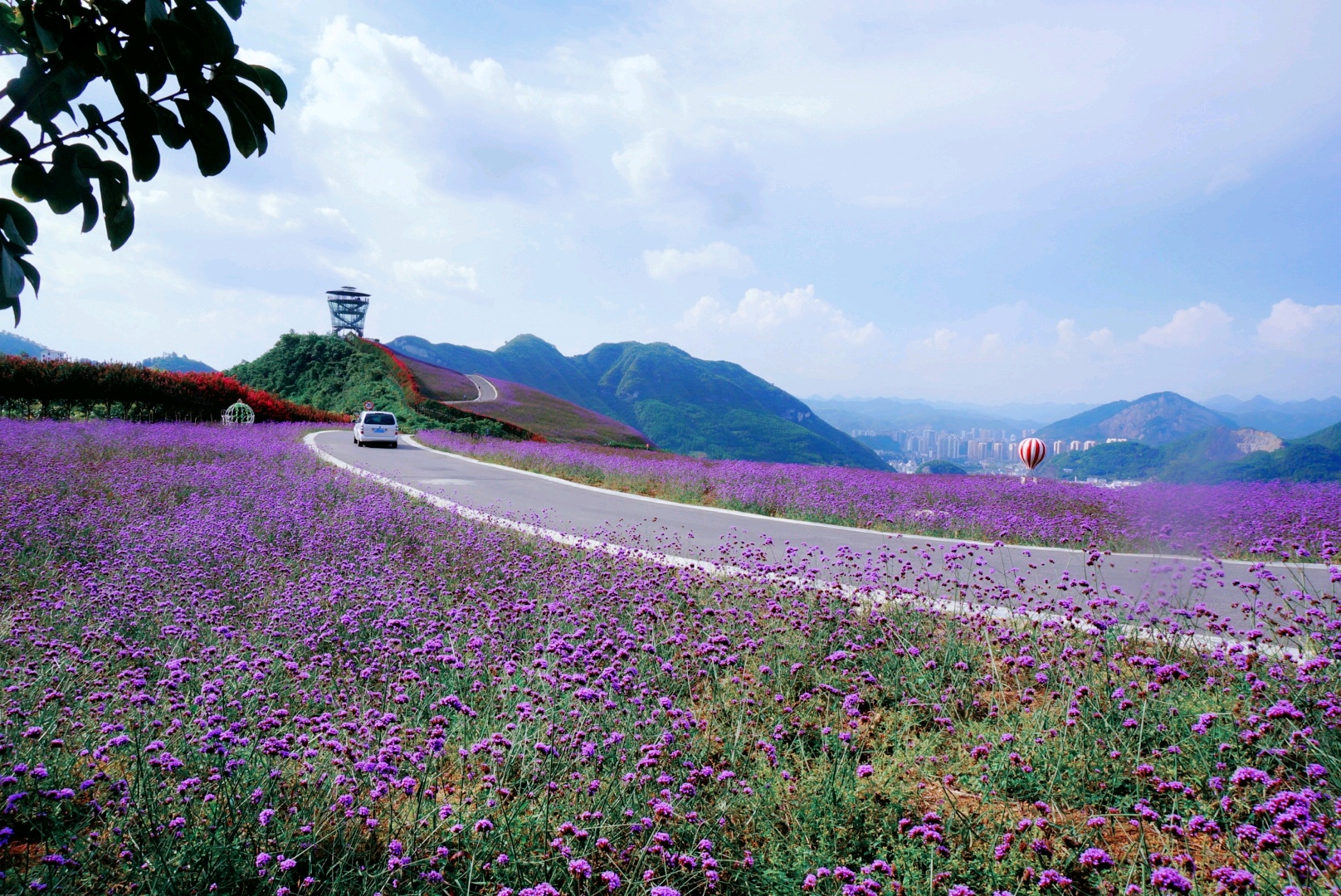 桐梓 桐梓景点 黔北花海 sea of flowers in north guizhou 概况