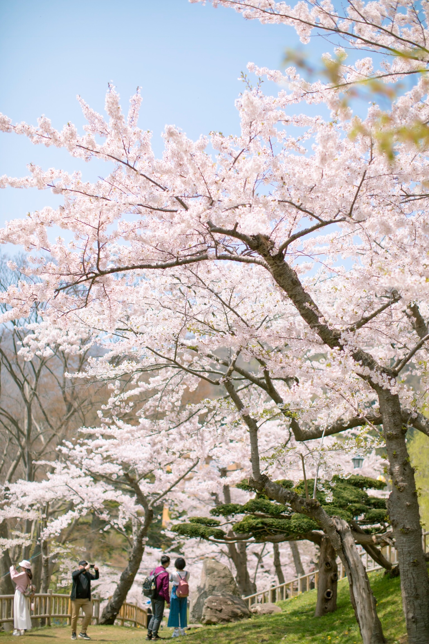 北海道樱花多久开?北海道哪里能赏樱?北海道赏樱好去处推荐