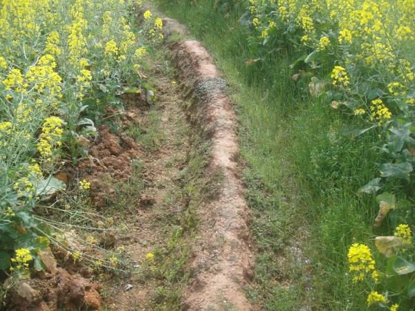 三月三,去赏花(赣州信丰县城绕大塘、坪石骑