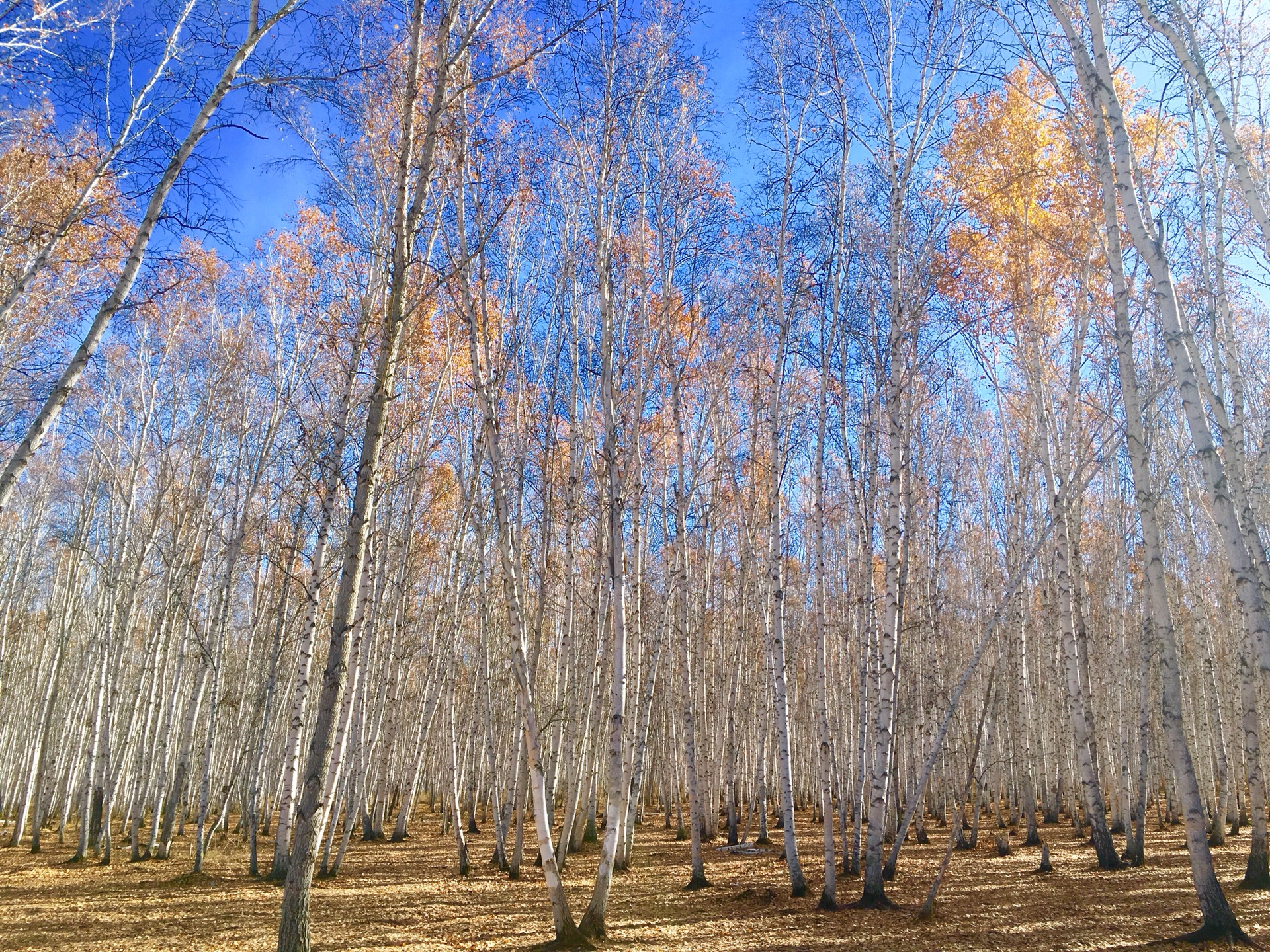 白桦林景区         