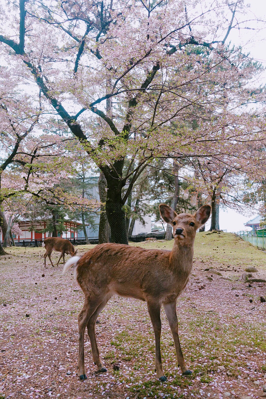 樱花季粉红色的日本国京都大阪奈良
