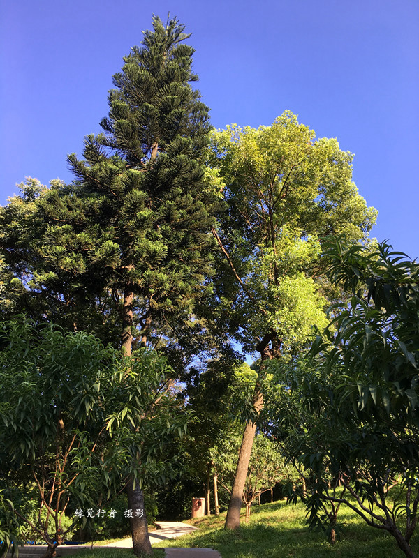 勐海人口_勐海茶区茶山图片