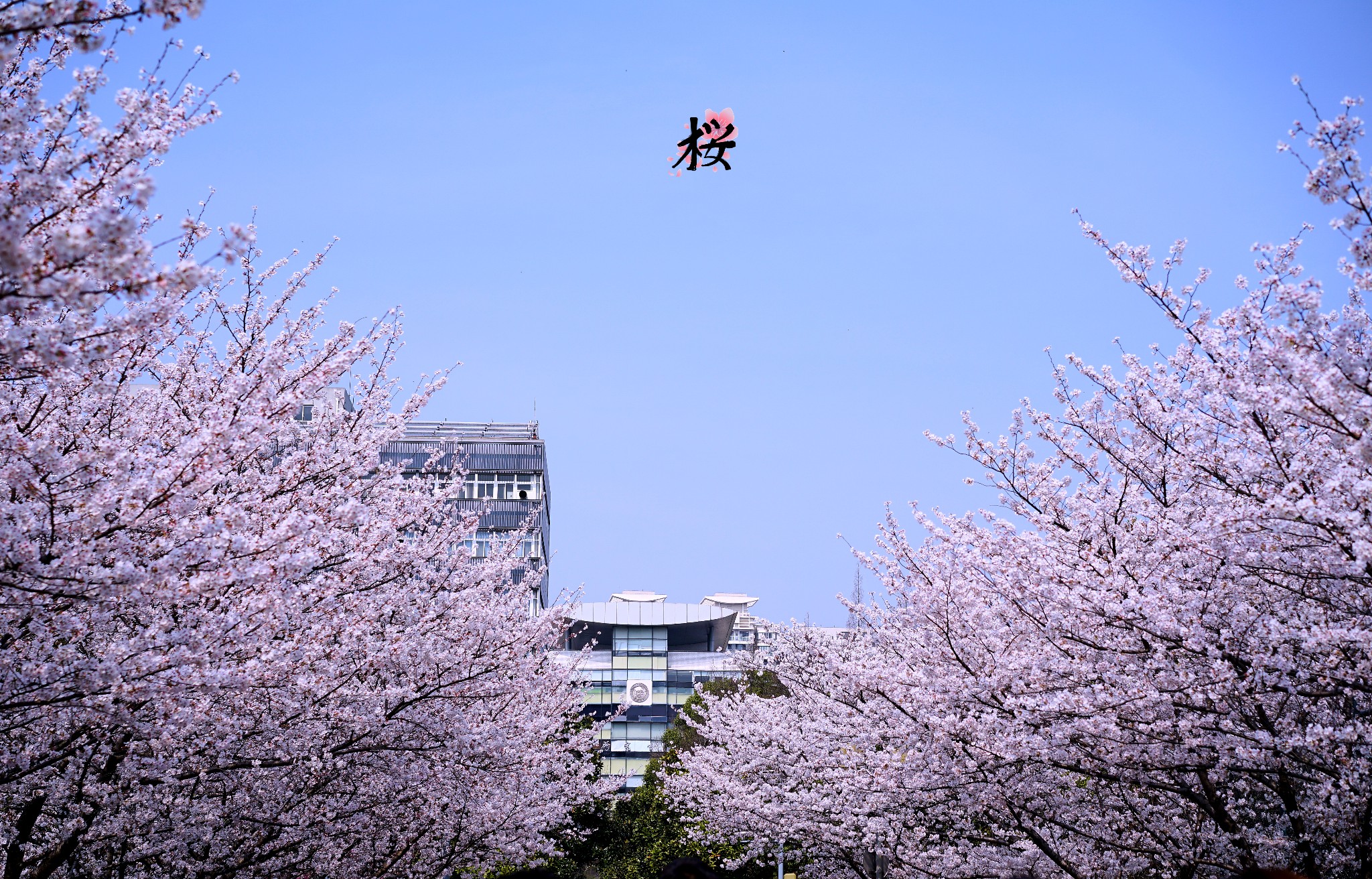 一日之间 最美の上海樱花