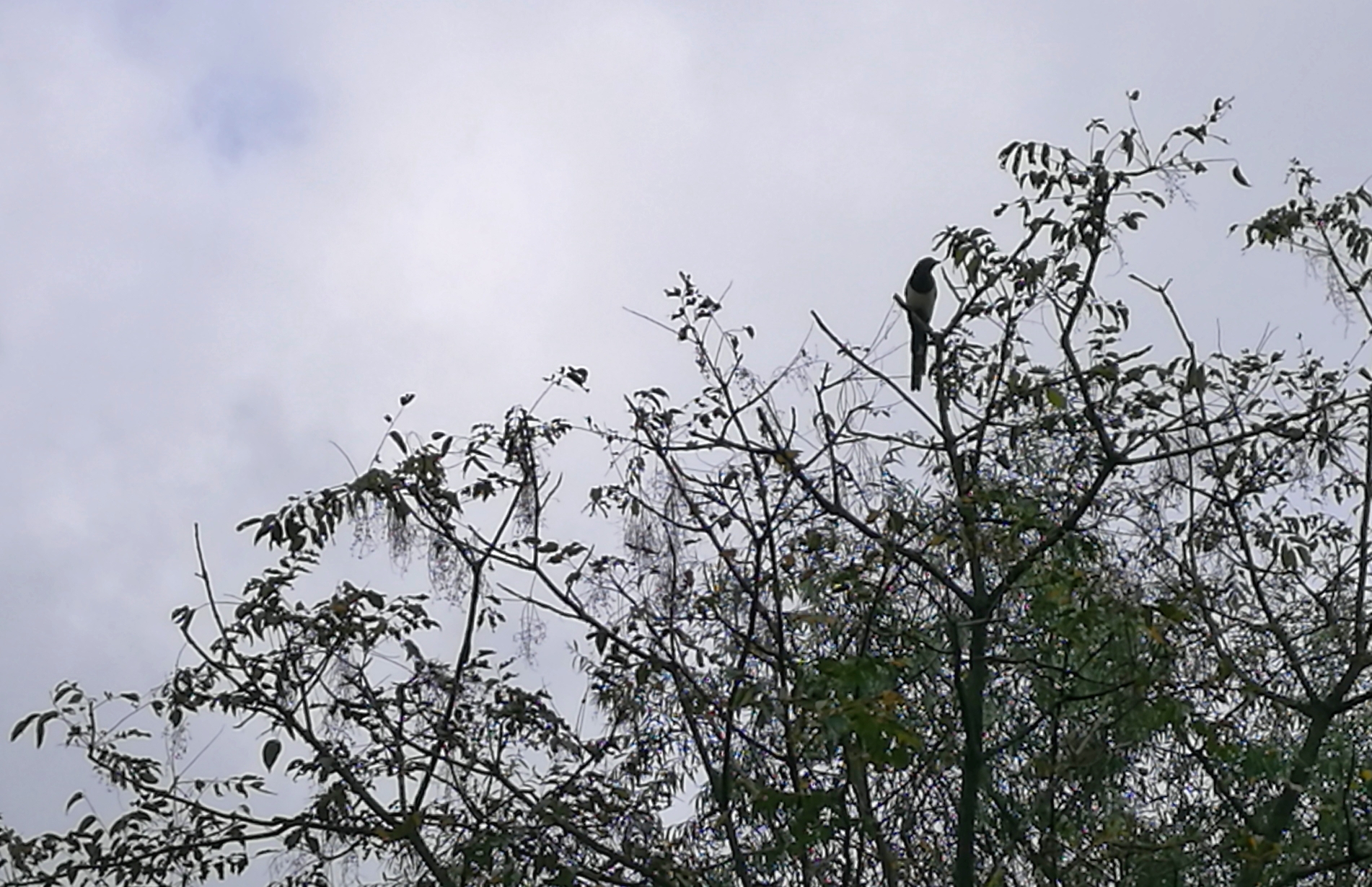 成语摩肩什么云_成语故事图片(3)