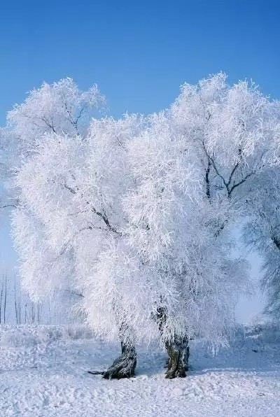 去吉林看雾凇最佳时间是什么时间段