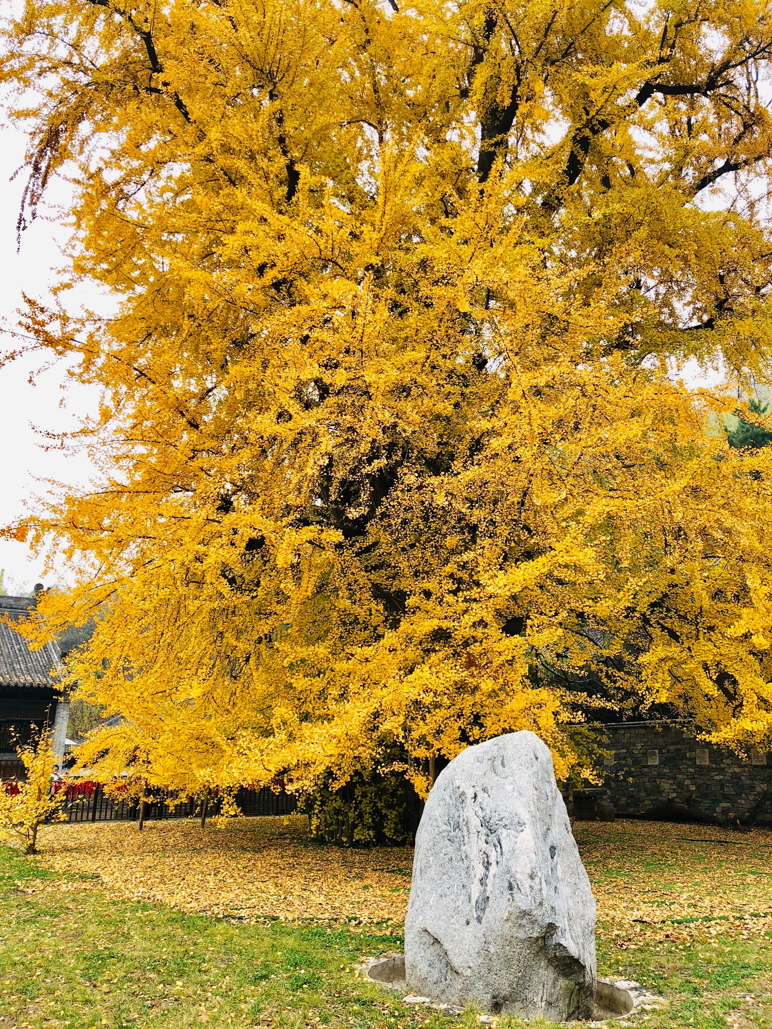 古观音禅寺 千年银杏树