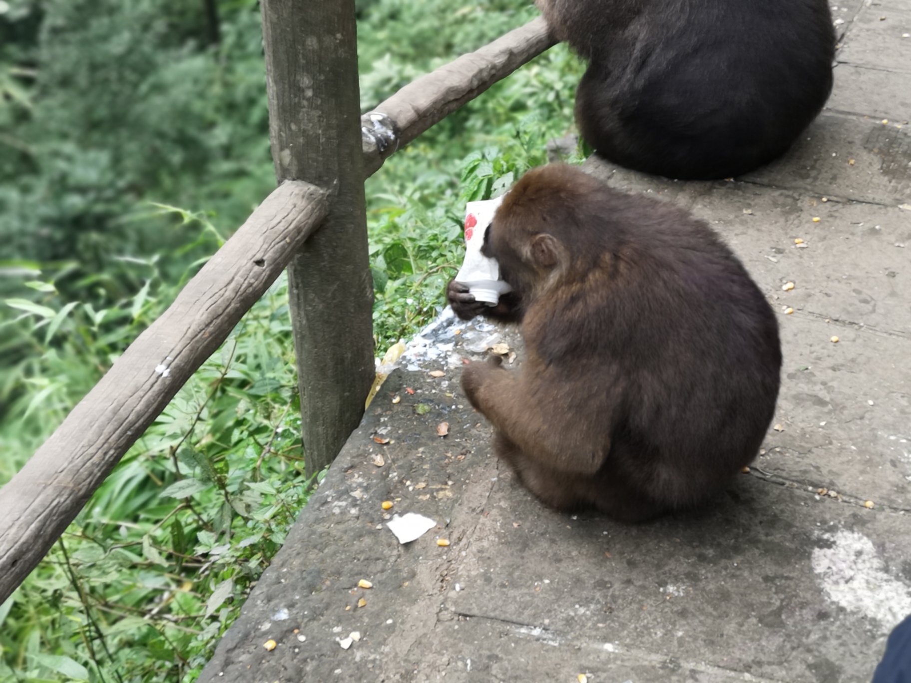 猜成语猴子戴帽子_看图猜成语(3)
