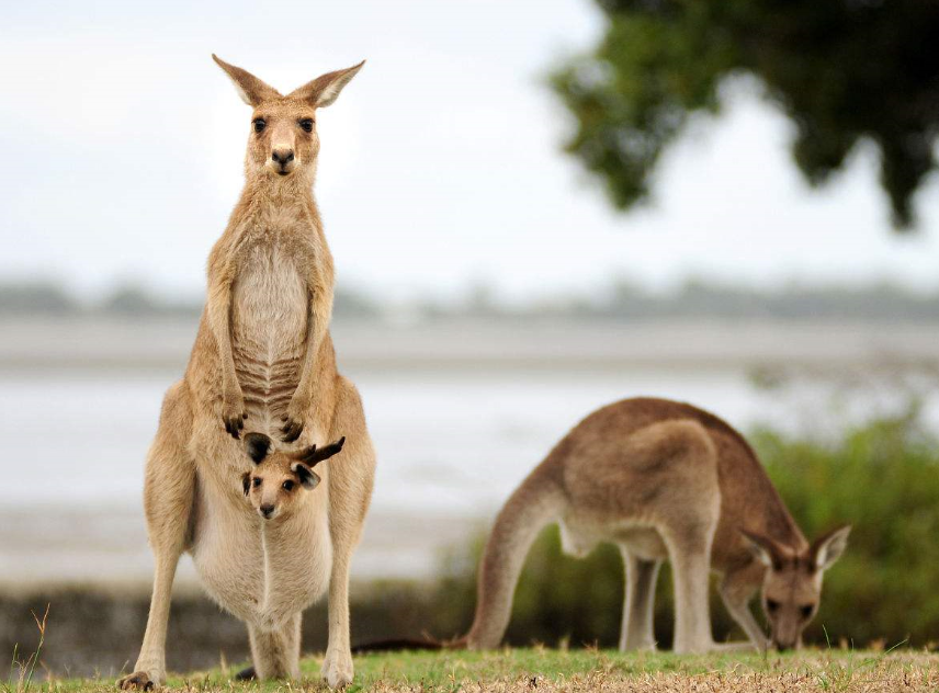 澳大利亚动物篇——邂逅那些萌宠们