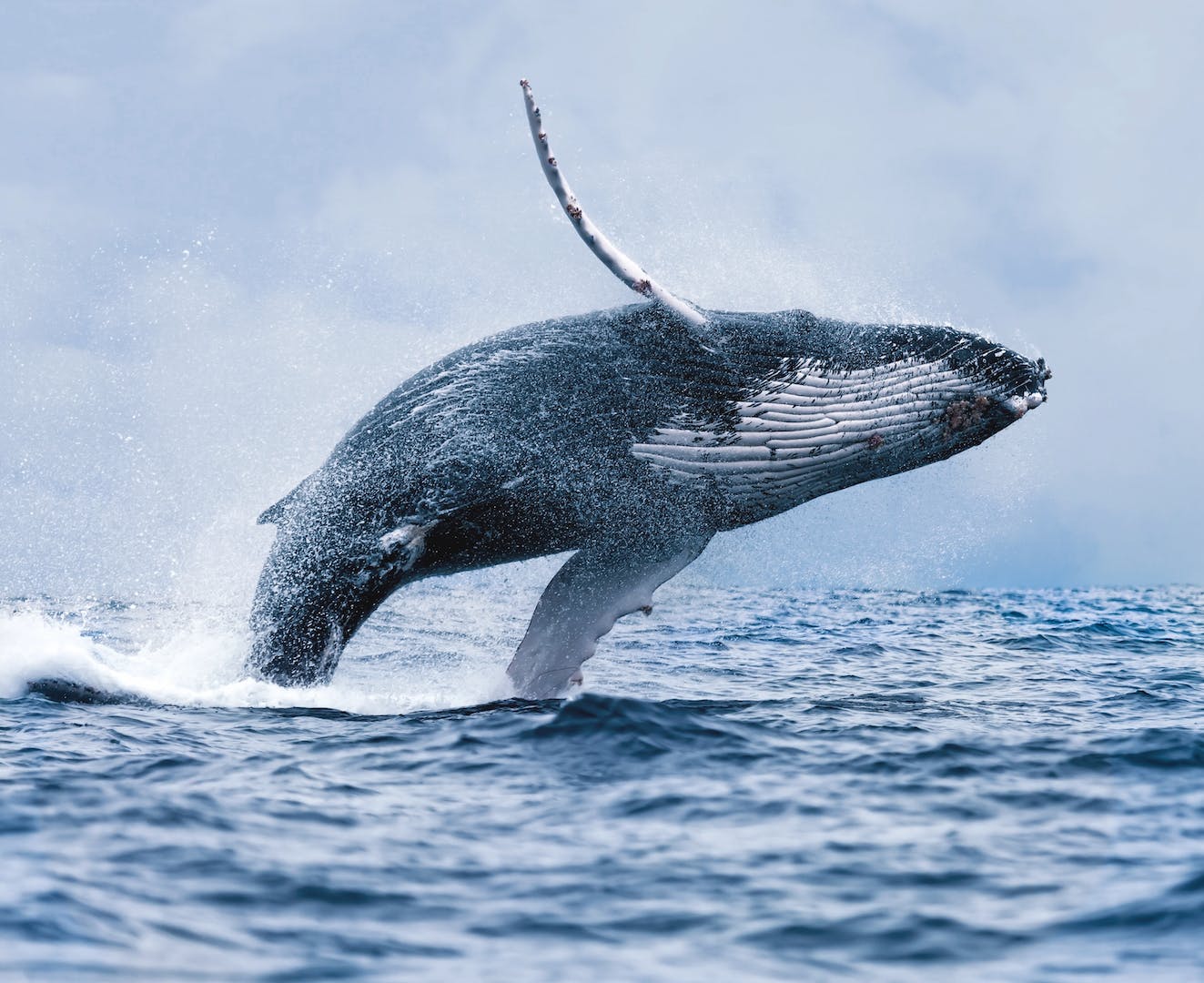 冰岛西部峡湾蓝鲸,by unsplash