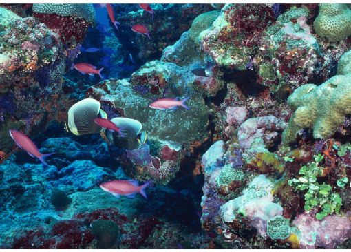 海底动物世界视频大自然 wKgED1uQraqAIrCJAAcMsQO9F0834.jpeg?imageView2%2F2%2Fw%2F510%2Fh%2F8000%2Fq%2F100