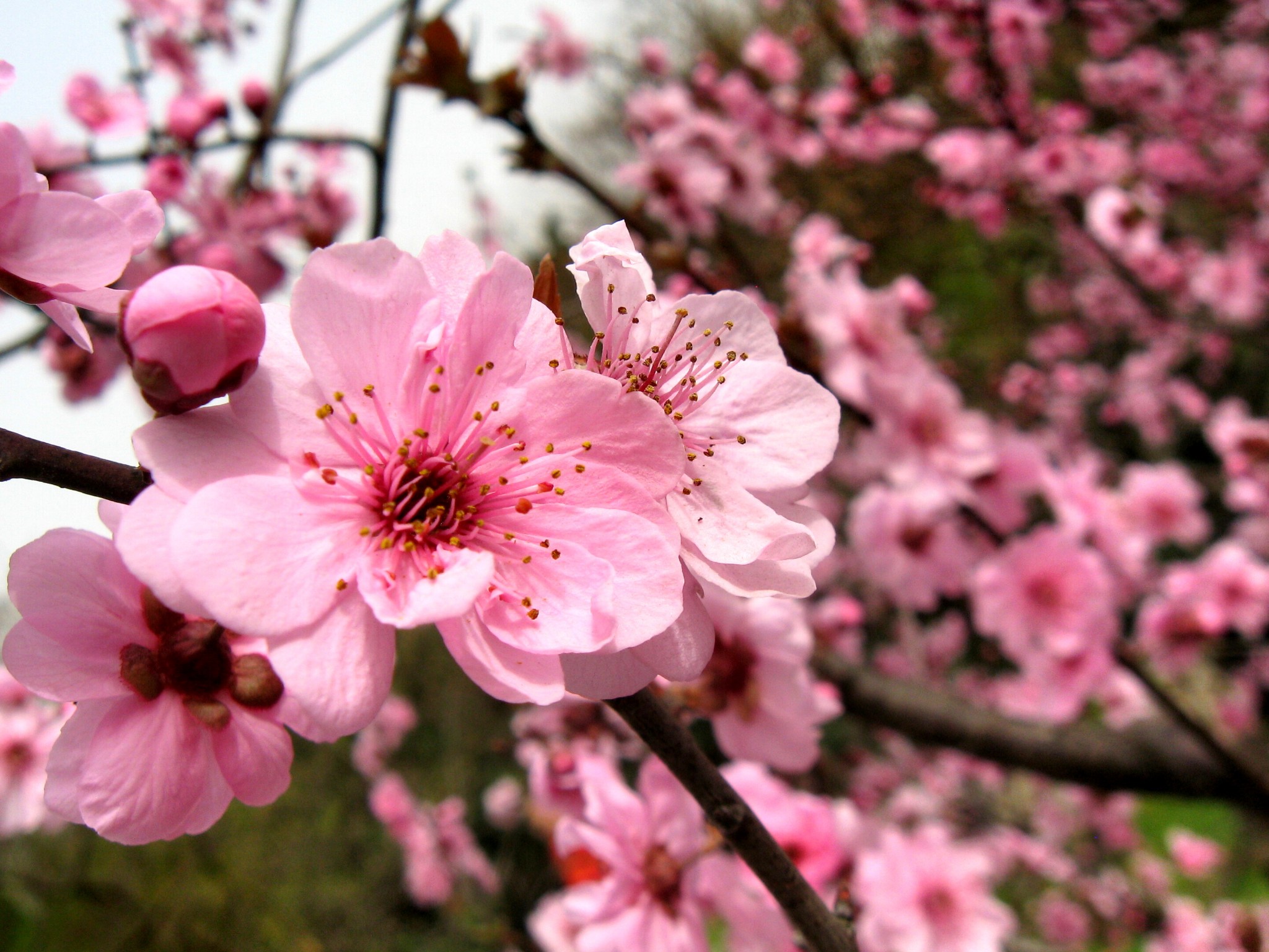 南京赏花图鉴:没去赏花的春天是不完整的