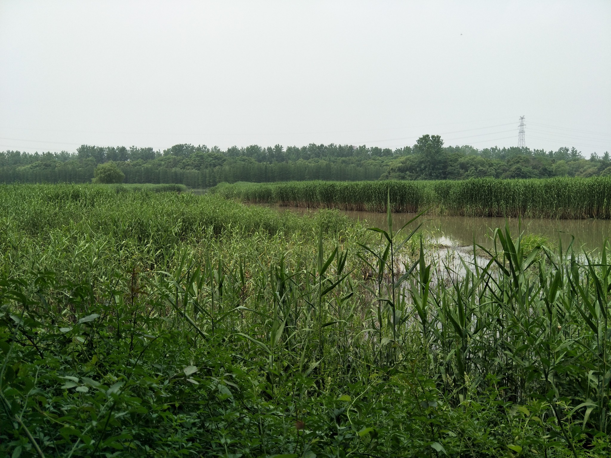 石臼漾湿地         