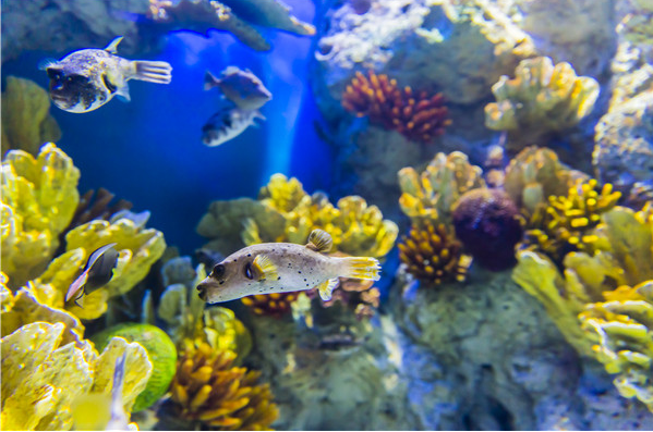 设有70多个海洋生物展示设施,展示海洋动物300多种 亚洲大规模海洋