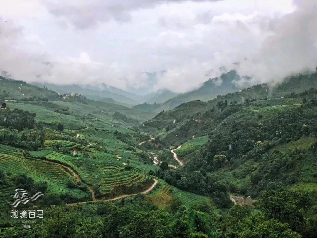 一条线路带你走遍云南最有名的茶山