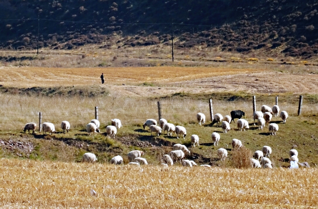 梦回白裙之境，解读梦中羊群与青草的寓意