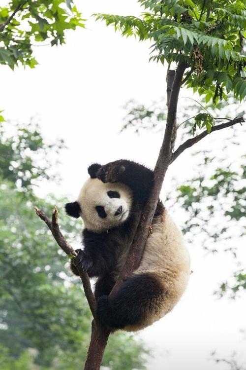大熊猫的生活习性——睡