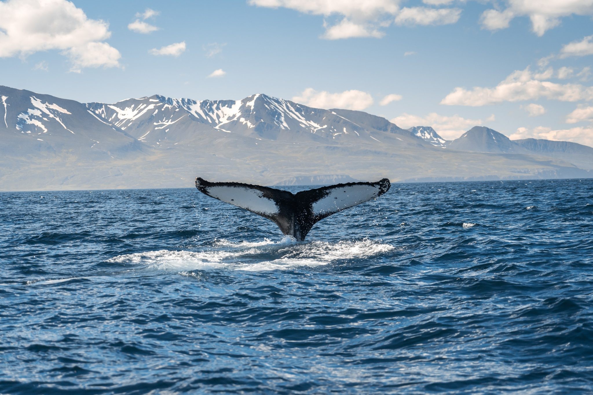 冰岛观鲸 | 如何优雅地观赏蓝灰色可爱生物—鲸鱼？ - 马蜂窝