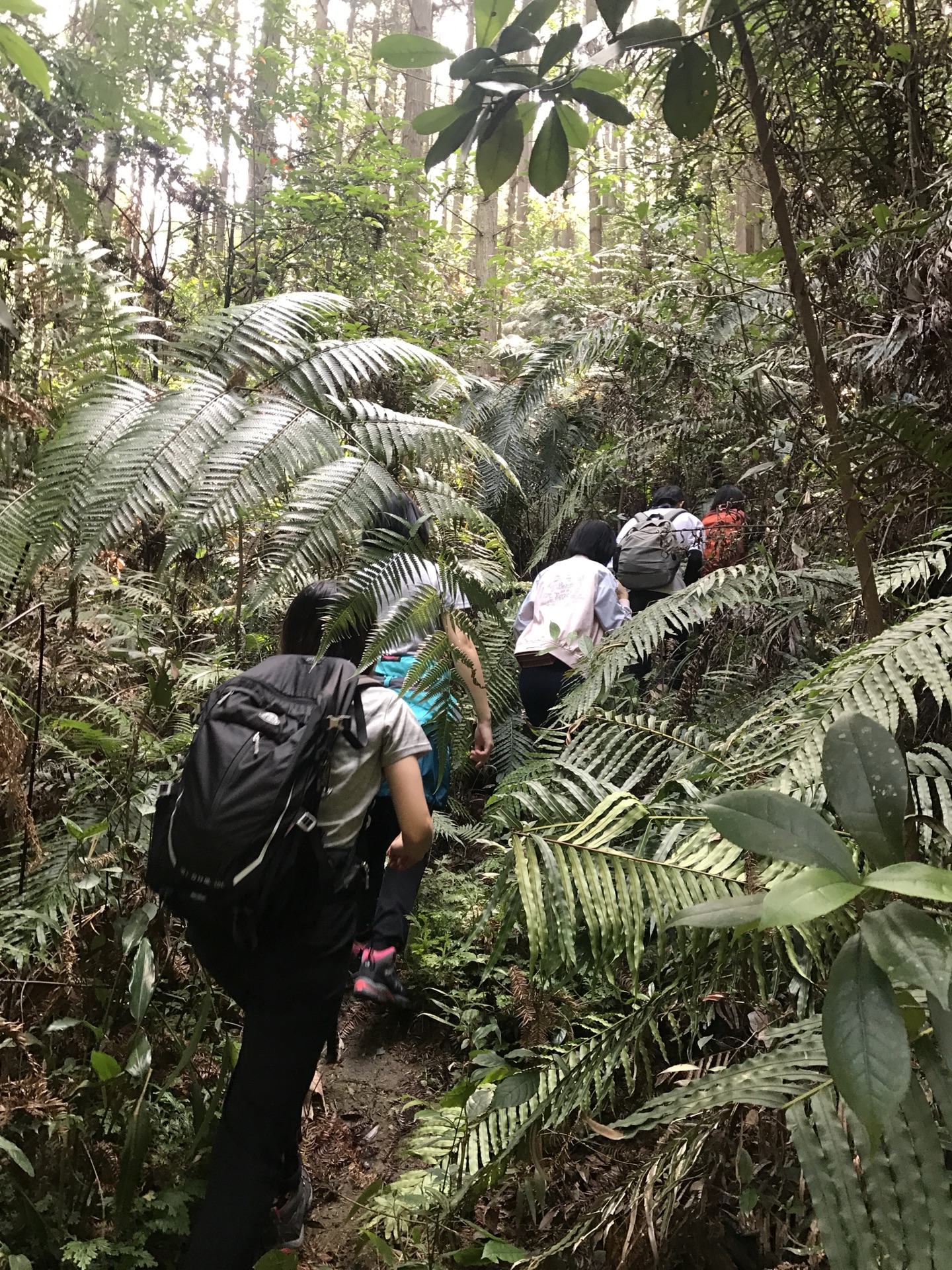 【英德石门台积庆里红茶谷】度假|秋风飒爽*轻装徒步