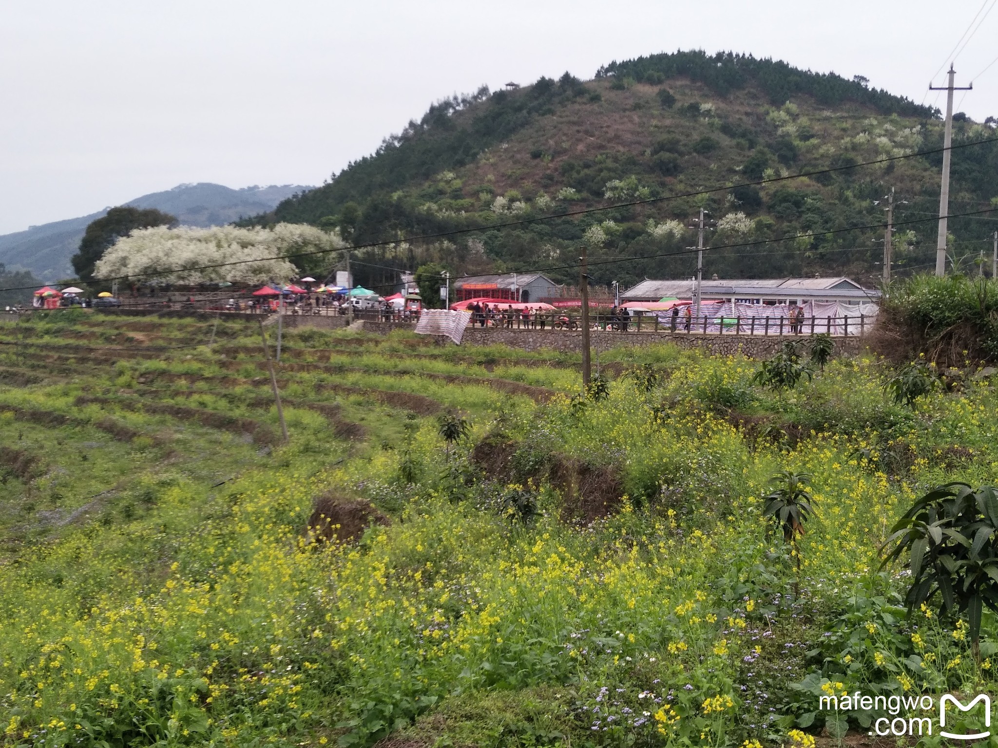 梨花微雨春意浓钦州碗窑梨花谷游记