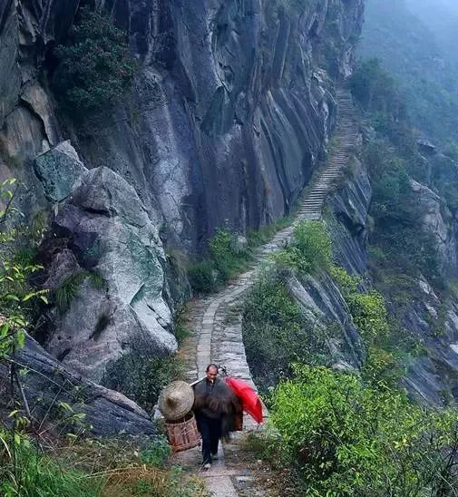 也称"括苍古道",被评选为"浙江十大经典古道"和"浙江最美森林古道"之