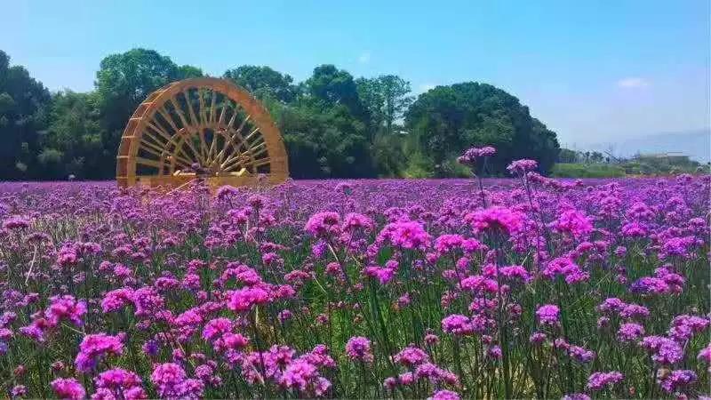 西海庐山西海水世界 脐橙采摘 花千谷一日游