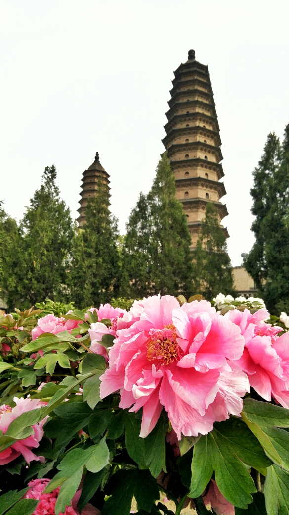 晋善晋美之四牡丹花开双塔寺