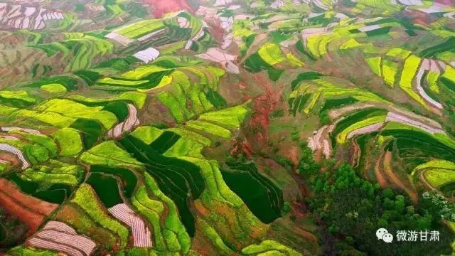 武山县洛门镇油菜花