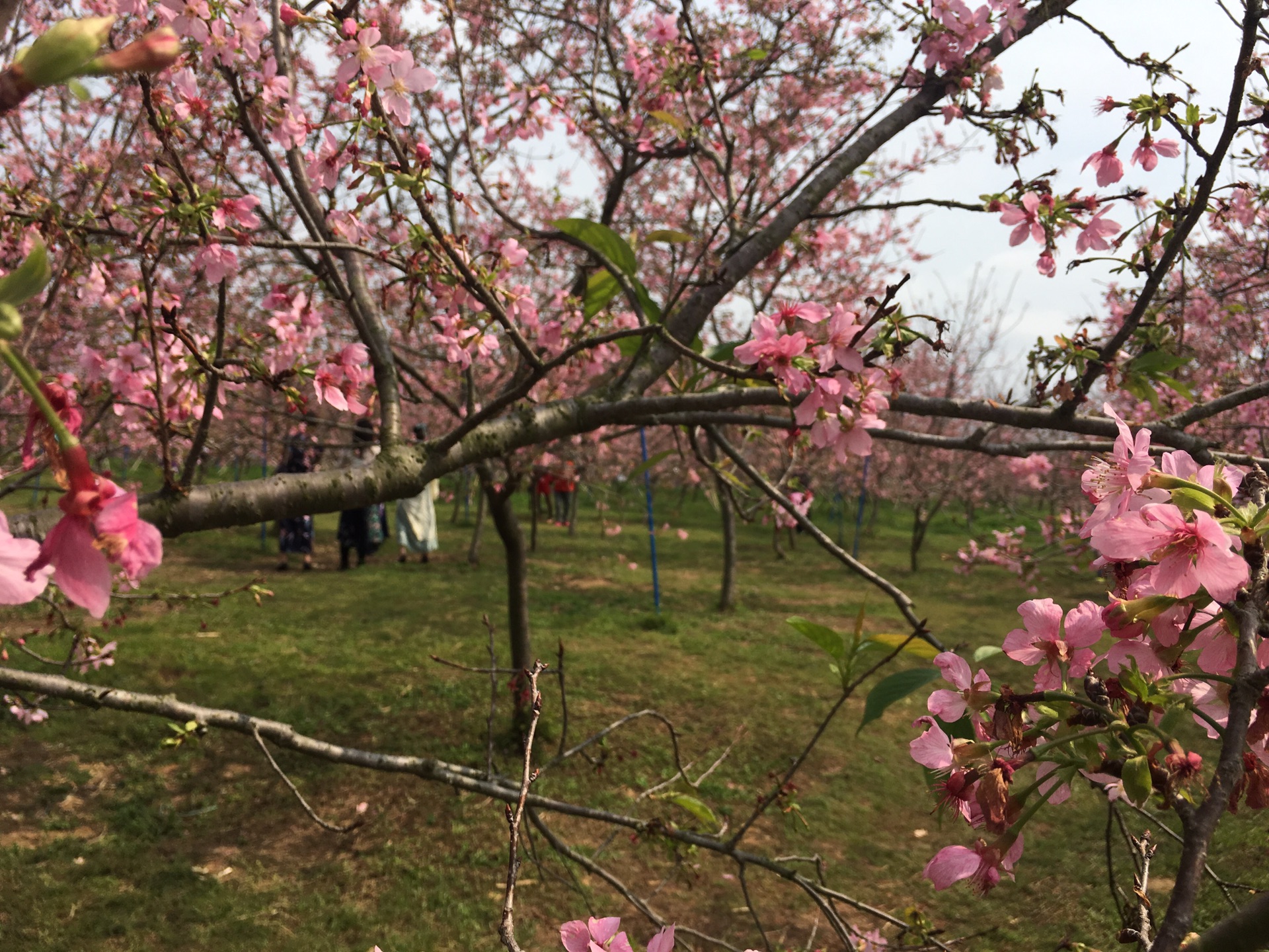 广州从化樱花园一日游