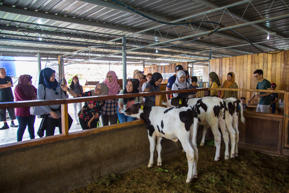 沙巴高山奶牛场(desa cattle farm) 喂小牛