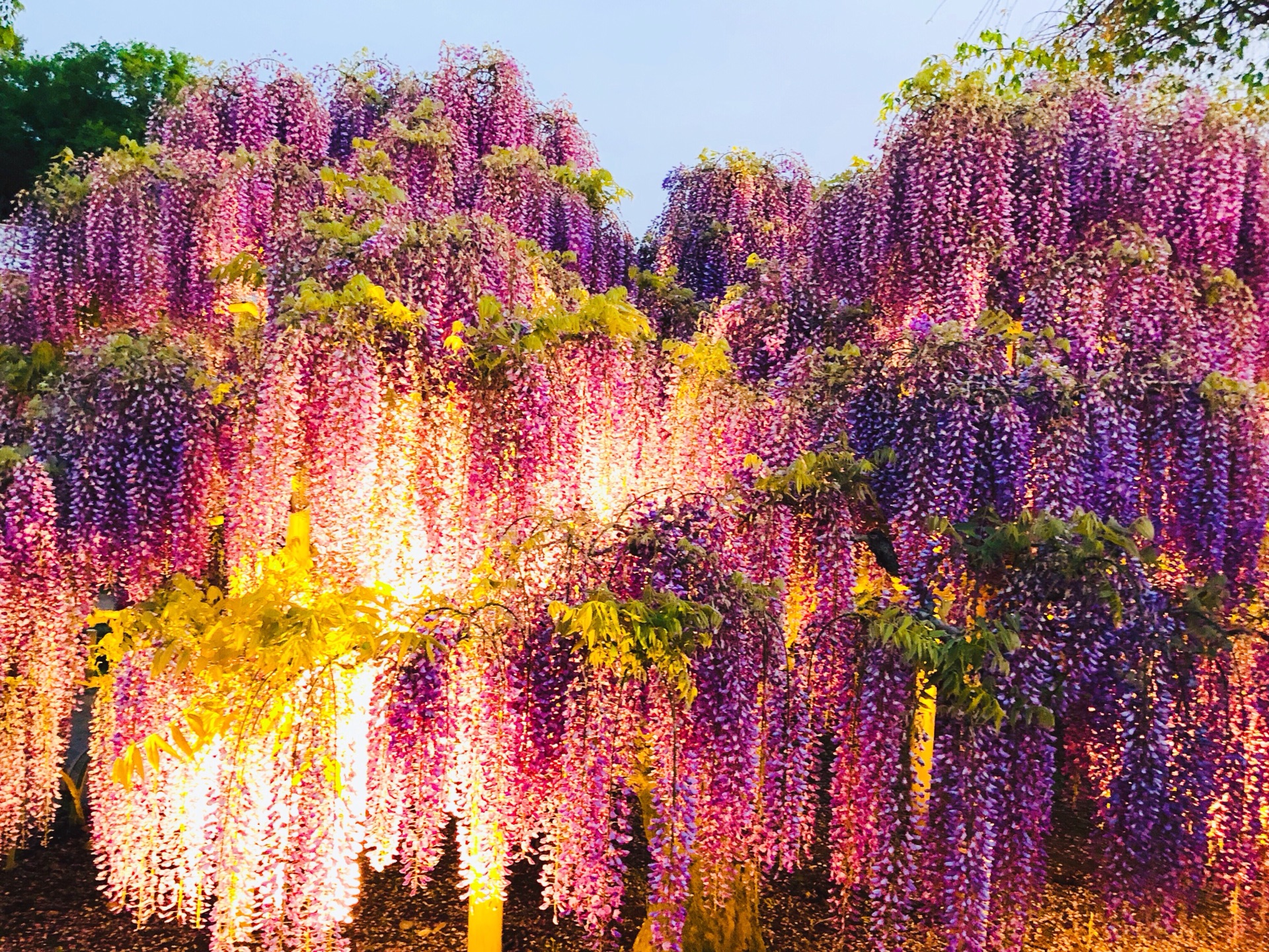世界上最美的紫藤花在日本足利