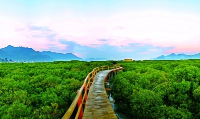 海底红树林——云霄县漳江口红树林_游记