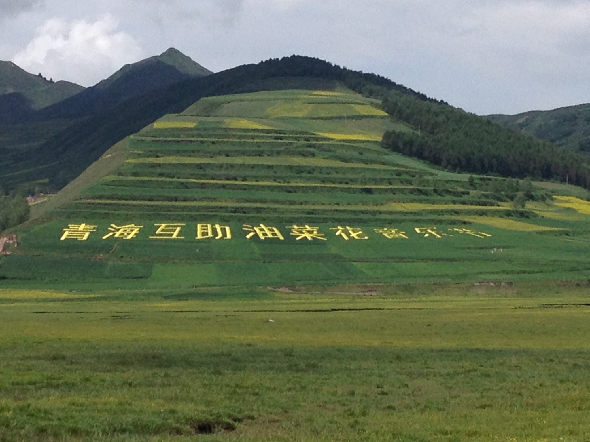 青海互助刚察县油菜花音乐节